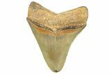 Serrated, Fossil Megalodon Tooth - North Carolina #343425-1